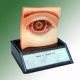 HUMAN EYE WITH ORBIT